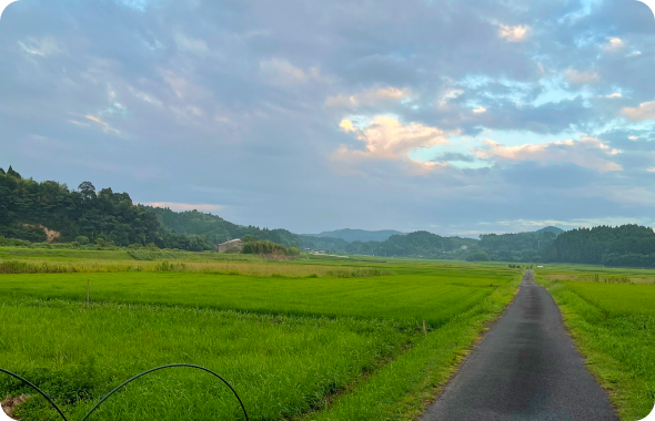 緑の中の一本道