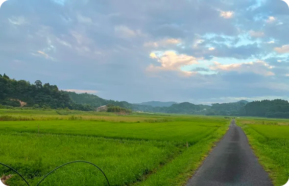 緑の中の一本道